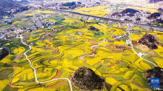 貴州六枝：油菜花開(kāi)春意濃